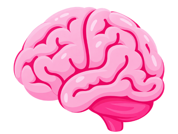 Brain representing the sensory system